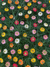 Echinacea