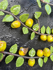 Apple Espalier
