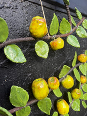 Apple Espalier