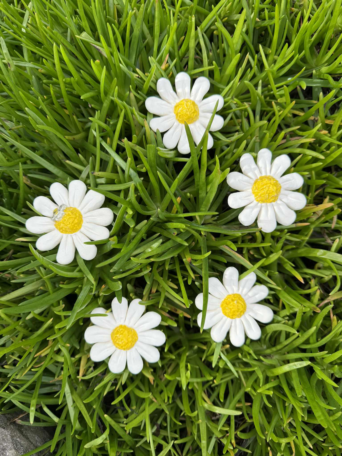Daisies