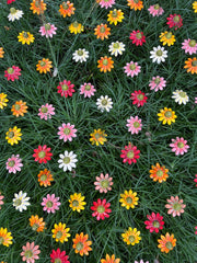 Echinacea