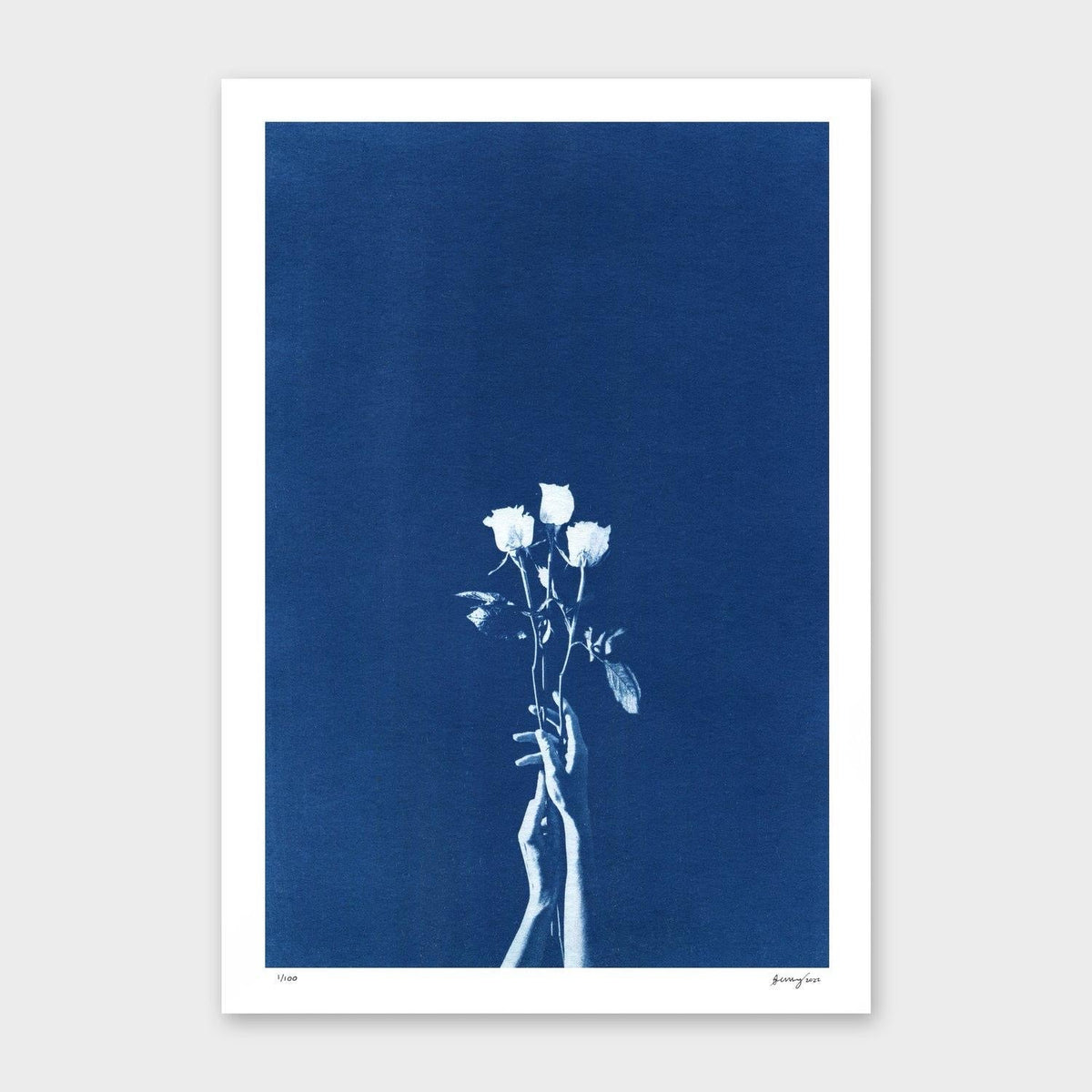 Chiaroscuro Roses A2