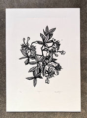Feijoa
