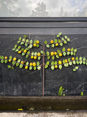 Apple Espalier