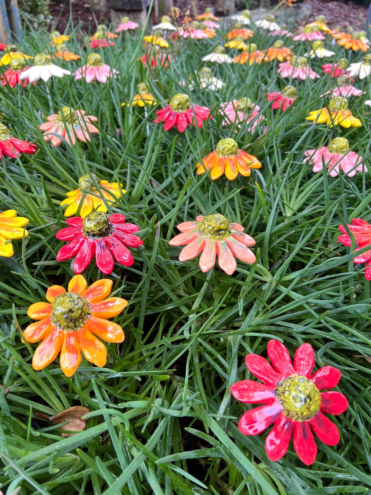 Echinacea